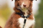 Cute border collie mobile wallpaper picture