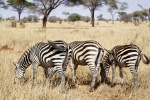 Zebra on the grassland picture desktop wallpaper