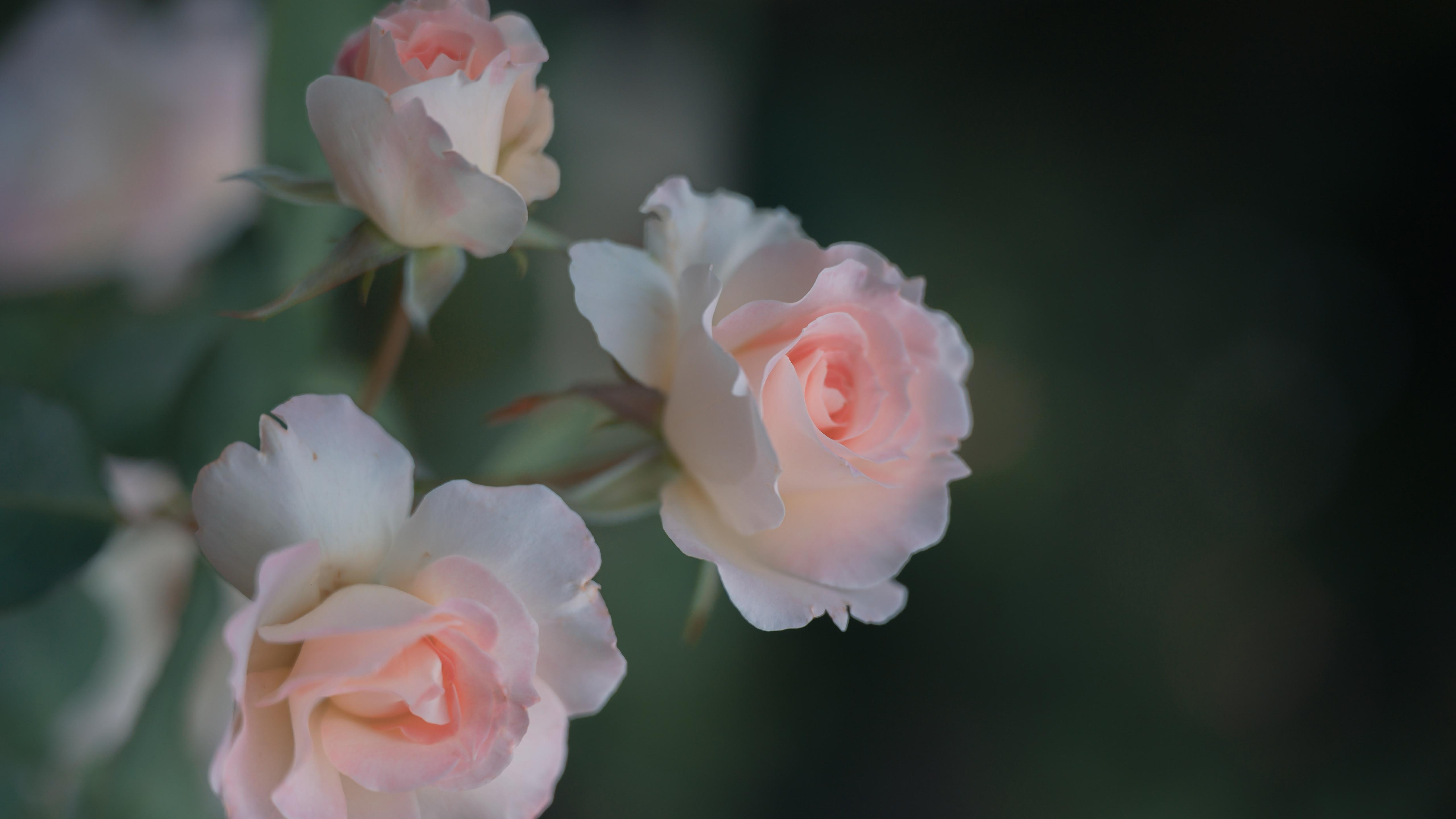 七夕蔷薇花唯美图片桌面壁纸