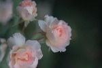 Beautiful pictures of Chinese Valentine's Day rose flowers desktop wallpaper