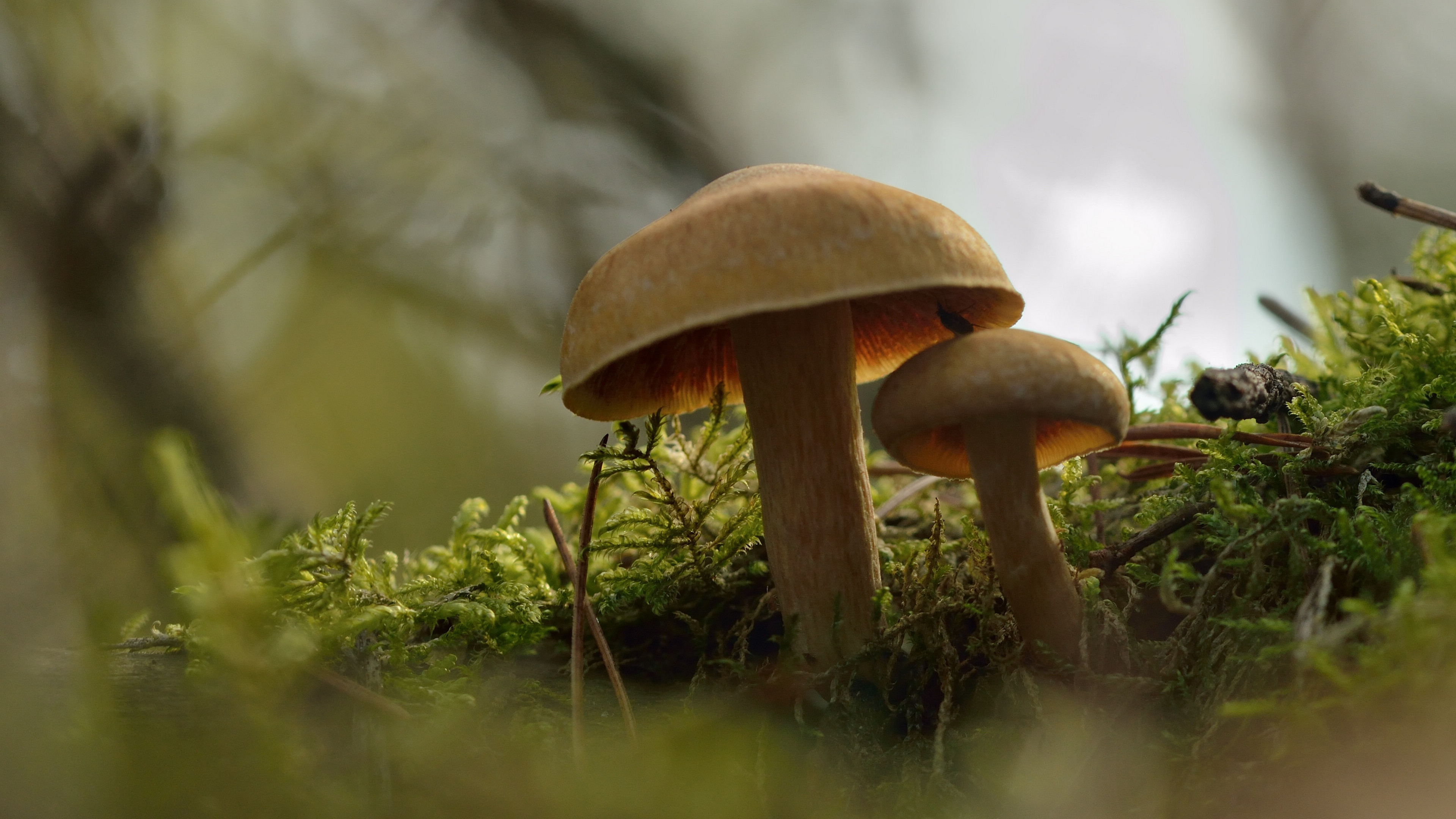 森林里的蘑菇图片桌面壁纸