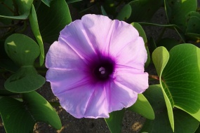 HD Petunia Pictures Desktop Wallpaper