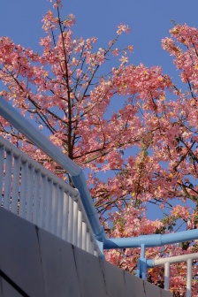 粉紅色異木棉花手機壁紙