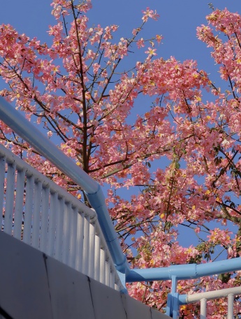 粉紅色異木棉花手機壁紙