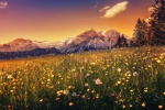 Mountain full of flowers and dandelions pictures desktop wallpaper