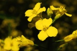 High Definition Rapeseed Flower Pictures Desktop Wallpaper