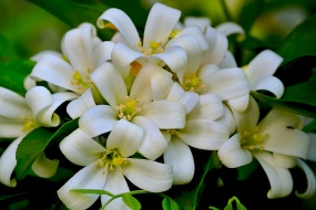 茉莉花圖片桌麵壁紙