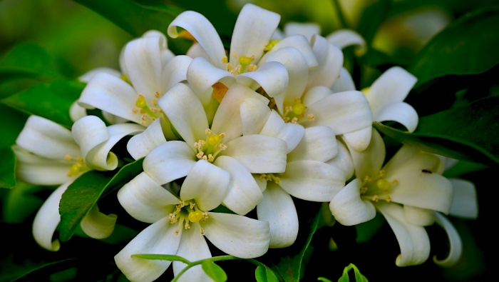茉莉花圖片桌麵壁紙