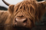 Long haired Scottish cow pictures
