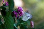 Beautiful butterfly pictures desktop wallpaper