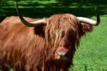 Long haired Scottish cow pictures