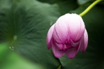 Lotus pond lotus beautiful picture desktop wallpaper