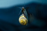 HD snail pictures