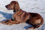Lively Irish Setter Pictures