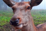 Cute red deer pictures