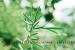 Eye-protecting green plants desktop calendar wallpaper for August 2021