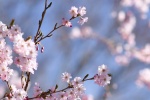 May 2022 pink cherry blossom desktop calendar wallpaper