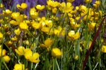 yellow buttercup pictures