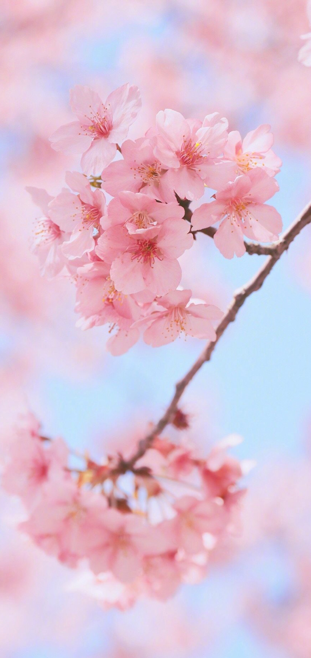 春日粉色樱花手机壁纸