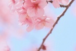 春日粉色櫻花手機壁紙