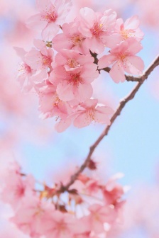 Spring pink cherry blossom mobile wallpaper