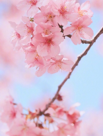 春日粉色樱花手机壁纸