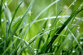 January 2022 green grass eye protection natural calendar wallpaper