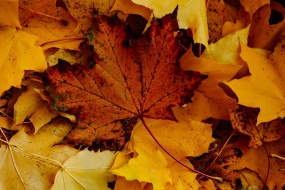 秋风吹下的落叶图片桌面壁纸