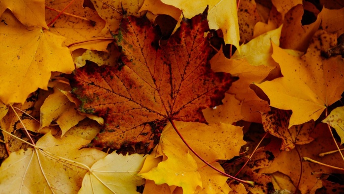 Fallen leaves blown by autumn wind pictures desktop wallpaper