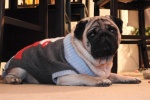 Cute and cute pug pictures