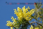April 2021 yellow flowers desktop calendar wallpaper