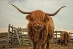 Long haired Scottish cow pictures