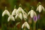 White snowdrop pictures desktop wallpaper