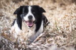 HD border collie pictures desktop wallpaper