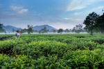 Tea garden scenery in morning fog desktop wallpaper picture