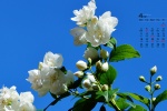 2022年4月茉莉花桌面日历壁纸
