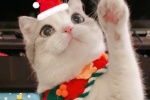Soft cute cat Christmas themed avatar