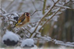 Small and cute goldfinch pictures