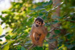 Squirrel monkey pictures