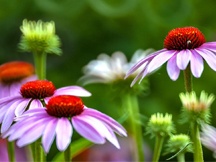 秋天的菊花（一）