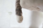 Cat paw stepping on breast pictures desktop wallpaper