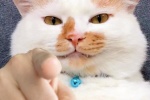 猫猫指人表情包
