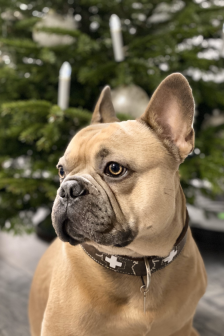 中型犬鬥牛犬圖片