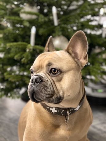 Medium sized dog bulldog pictures