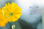 2022年4月治愈系小黄花高清桌面日历壁纸