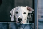 Dalmatian dog pictures