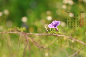 Eye-protecting green leaves desktop calendar wallpaper for July 2021