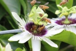 Passion fruit flower pictures desktop wallpaper