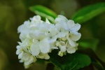 White as Jade Qionghua Macro Photography Picture Desktop Wallpaper