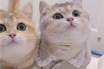 The latest version of cat couple avatar pictures